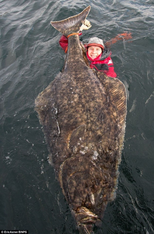 瑞典男子捕獲巨型比目魚(yú)