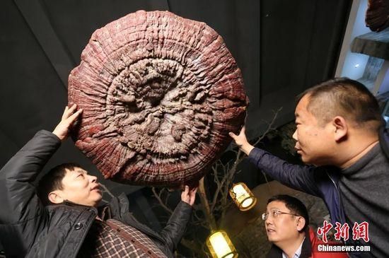 鄭州現(xiàn)巨型靈芝 最大直徑1.5米生長年份超過200年