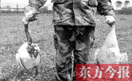 濟(jì)源一山間農(nóng)場(chǎng)遭襲，死傷200多只大鵝