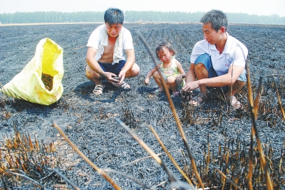 　村民為挽回一點損失，只得撿拾一些燒焦的麥穗。