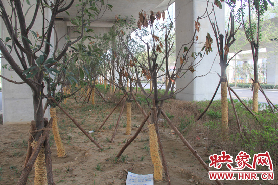 北三環(huán)經(jīng)三路橋下種的樹木有的葉子已經(jīng)干枯。