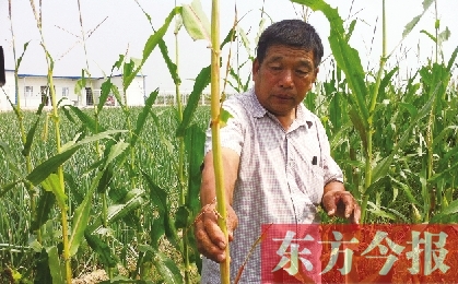 “東亞飛蝗”侵襲滎陽千畝黃河灘 ?？兄参锶~子