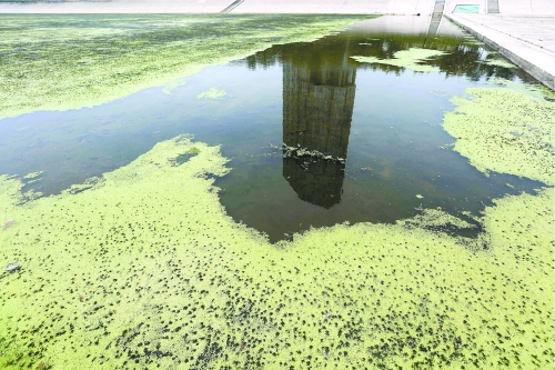 幾近干涸、臭氣熏天、長(zhǎng)滿水草的東風(fēng)渠，已不見往日容顏　 記者 侯建勛/攝
