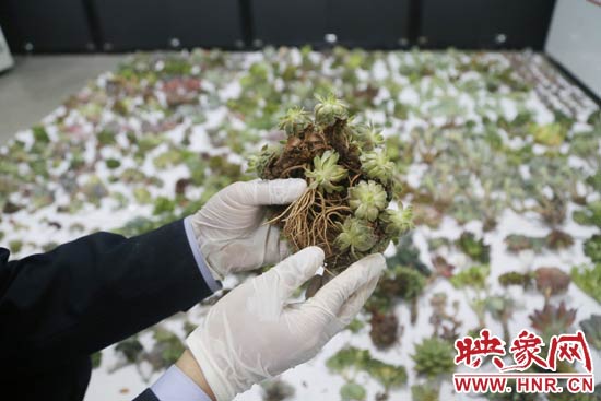 這些被截獲的多肉植物郵件面單上的品名大多申報(bào)為“禮物”、“衣服”等，屬于瞞報(bào)行為。