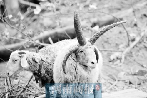 “咩……我的原主人說(shuō)，他養(yǎng)了一輩子羊，也沒(méi)見(jiàn)過(guò)我這種情況”