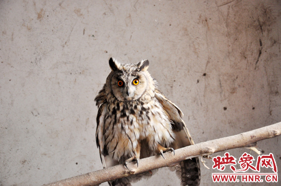 據(jù)了解，長(zhǎng)耳鸮屬于夜行動(dòng)物，是一種益鳥，主要捕食鼠類。