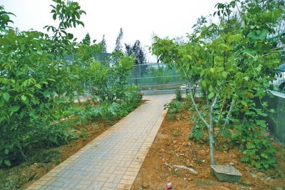 路兩邊是核桃樹，而路的盡頭救助野生鳥類的籠子，鴨子和鵝占了鵲巢