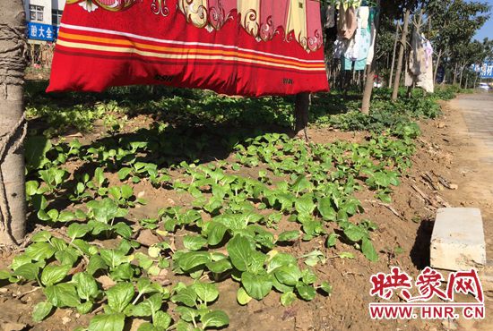 西四環(huán)中原路交叉口，大片生態(tài)廊道被毀，變成私家菜園。