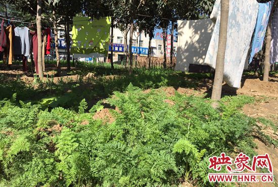 西四環(huán)中原路交叉口，大片生態(tài)廊道被毀，變成私家菜園。