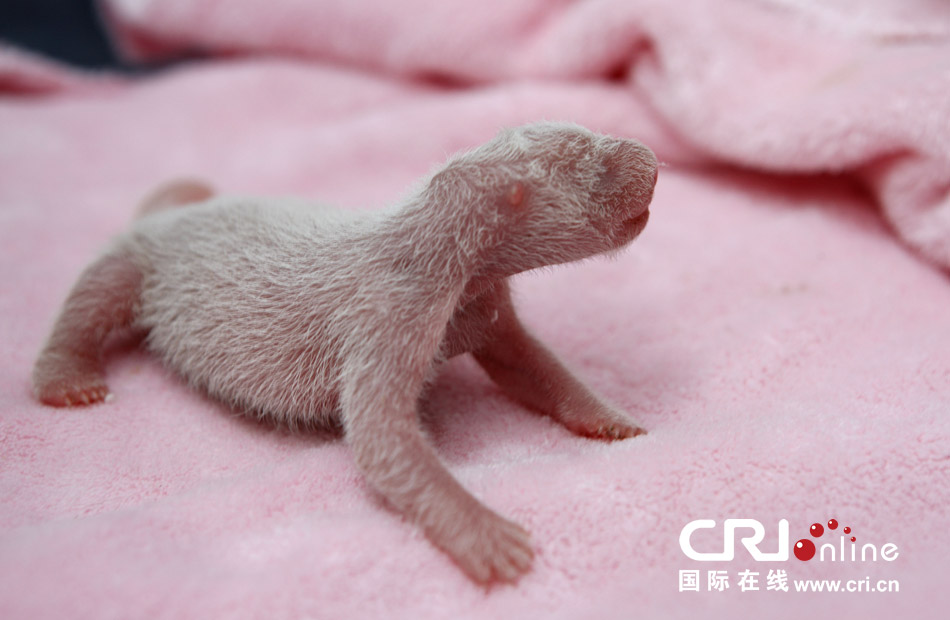 2013年7月11日，成都大熊貓繁育研究基地月亮產(chǎn)房，新生大熊貓寶寶在育嬰箱里憨態(tài)可掬。