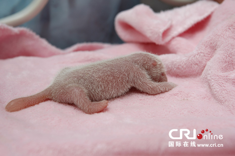 2013年7月11日，成都大熊貓繁育研究基地月亮產(chǎn)房，新生大熊貓寶寶在育嬰箱里憨態(tài)可掬。