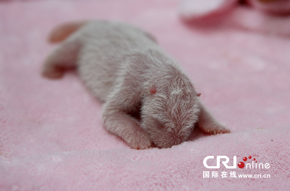 2013年7月11日，成都大熊貓繁育研究基地月亮產(chǎn)房，新生大熊貓寶寶在育嬰箱里憨態(tài)可掬。