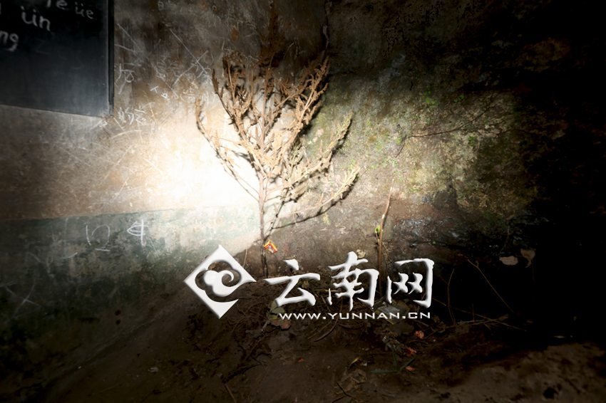 　教室里沒(méi)有燈，光線太暗，村民便種下了野蘇麻，希望教室有綠色，讓孩子們看到“希望”。 徐弘毅 攝