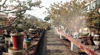 劉光嘉出示博物館內(nèi)部圖片中，擺放著各種盆景。