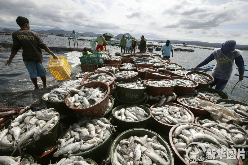 菲律賓塔塔爾湖出現(xiàn)大量死亡魚群 菲律賓塔塔爾湖出現(xiàn)大量死亡魚群