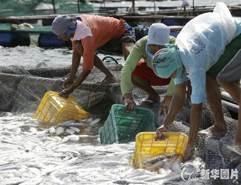 菲律賓塔塔爾湖出現(xiàn)大量死亡魚群 菲律賓塔塔爾湖出現(xiàn)大量死亡魚群