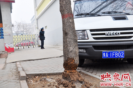 據(jù)了解，這棵樹在一家名叫“蝸牛之家”賓館專用停車場的出口處的南側(cè)，與北側(cè)的另外一棵白蠟樹有三四米的距