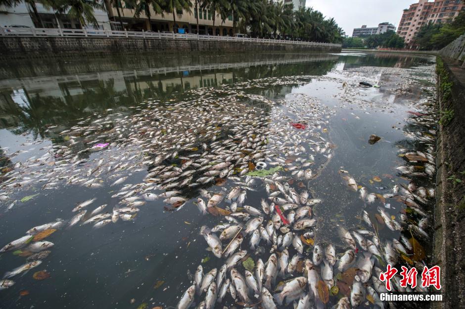 ?？诿郎岷蝇F(xiàn)大面積死魚 河面蔓延超一公里長