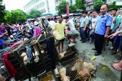 今天是廣西玉林狗肉節(jié)，市場上的攤販增加了數(shù)倍，城管也出動對市場上的占道行為進(jìn)行規(guī)范 記者 劉暢 攝