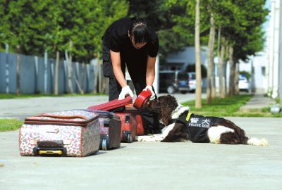 搜油犬正在進行日常訓(xùn)練。