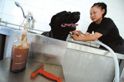 天熱時,搜油犬會天天洗澡。