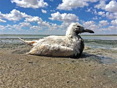 死去的鳥兒達到200多只，還有鳥兒在湖邊淤泥中掙扎著。