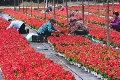 長安街沿線的10處立體花壇的擺放工作啟動 長安街沿線的10處立體花壇的擺放工作啟動