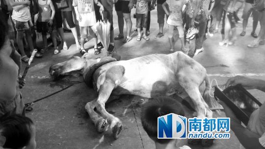死馬拉的車。 游客圍觀死馬。游客供圖