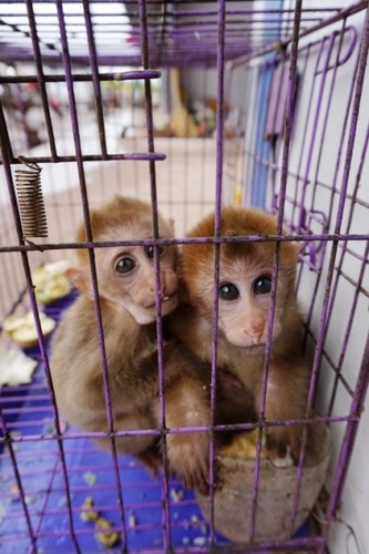 獼猴、麂子、白鷴、果子貍、豪豬、豺狗、熊、竹鼠等國家保護野生動物或瀕危物種，在此成為各路食客的盤中餐