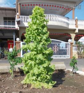 馬口親善花園居民李亞德種出“高人一等”的生菜，這棵3英尺高的生菜好像圣誕樹，令人稱奇。