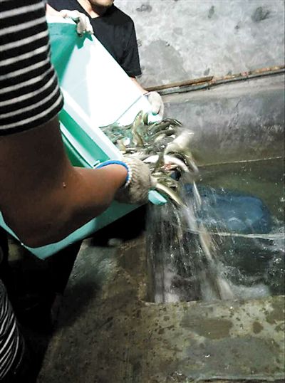 主人將撈上來的魚放進魚池。