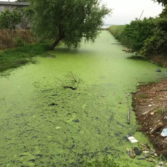 水污染現(xiàn)場(chǎng)，2015年7月 洞庭湖腹地湖南省安鄉(xiāng)縣安豐鄉(xiāng)出口洲社區(qū)房前屋后水網(wǎng)密布，但水污染嚴(yán)重水體發(fā)臭 新華社記者周楠攝