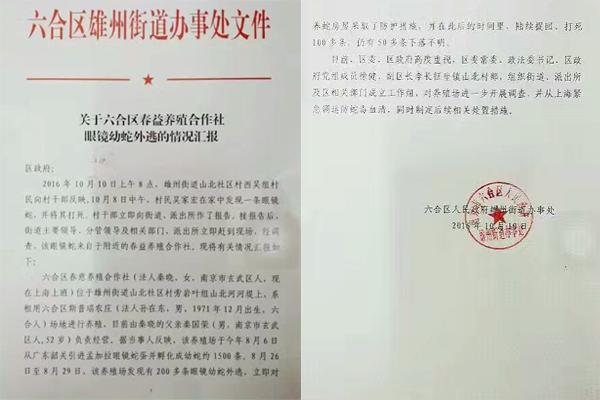 交匯點(diǎn)10月10日消息， 10日晚上，一則消息在南京人的朋友圈和微信群里瘋傳，網(wǎng)傳消息稱：六合雄州街道山北村一個(gè)農(nóng)莊私自養(yǎng)眼鏡蛇，幾天前突然跑出來了，估計(jì)二三百條。交匯點(diǎn)記者向六合區(qū)委宣傳部相關(guān)人士求證，證實(shí)了此事確實(shí)發(fā)生。