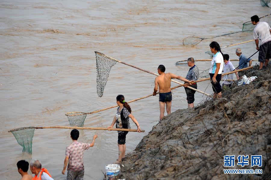 7月6日,在山西省平陸縣黃河岸邊,人們在河邊捕撈黃河“流魚”。