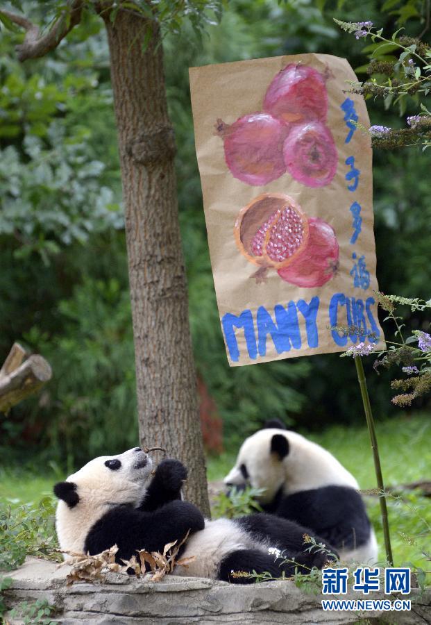 8月23日,大熊貓“寶寶”在美國華盛頓的國家動物園參加“抓周”儀式。