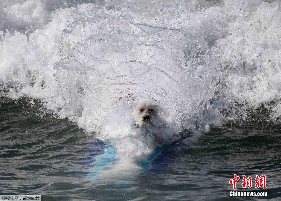 美國狗狗沖浪大賽 汪星人乘風(fēng)破浪帥氣十足
