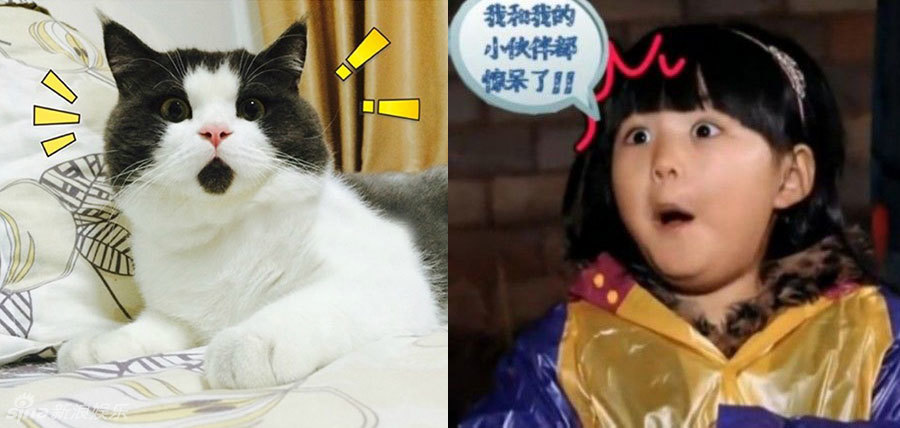 不小心就撞臉了！盤點動物界的明星相
