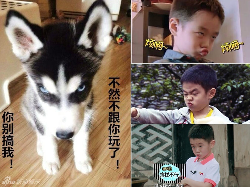 不小心就撞臉了！盤點動物界的明星相