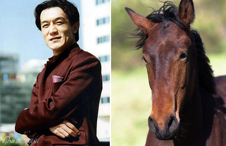 不小心就撞臉了！盤點動物界的明星相