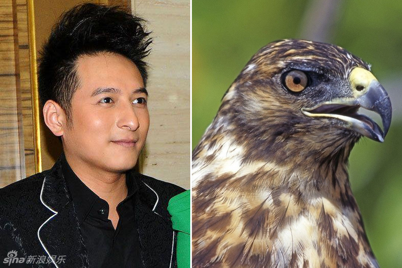不小心就撞臉了！盤點動物界的明星相