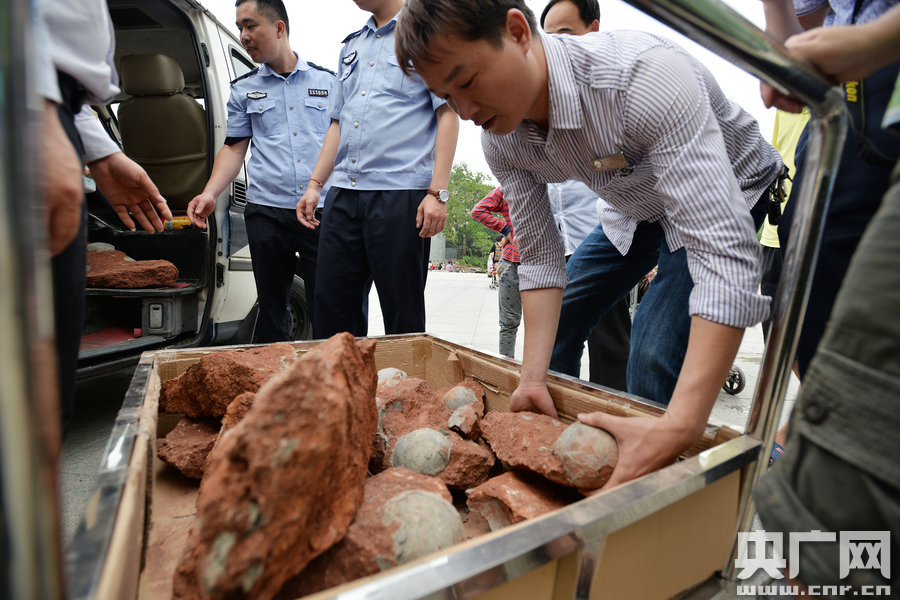2015年4月19日，廣東河源，道路改造施工現(xiàn)場，挖出一大窩恐龍蛋化石。