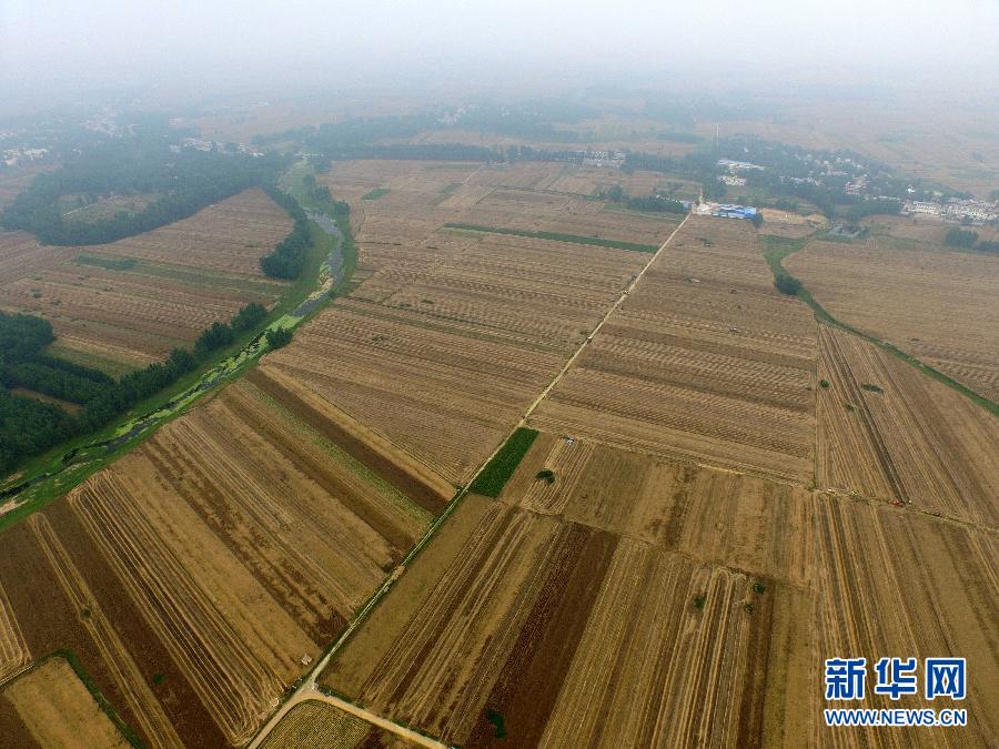 這是5月28日在河南省南陽市唐河縣甘河灣村航拍的麥?zhǔn)宅F(xiàn)場。