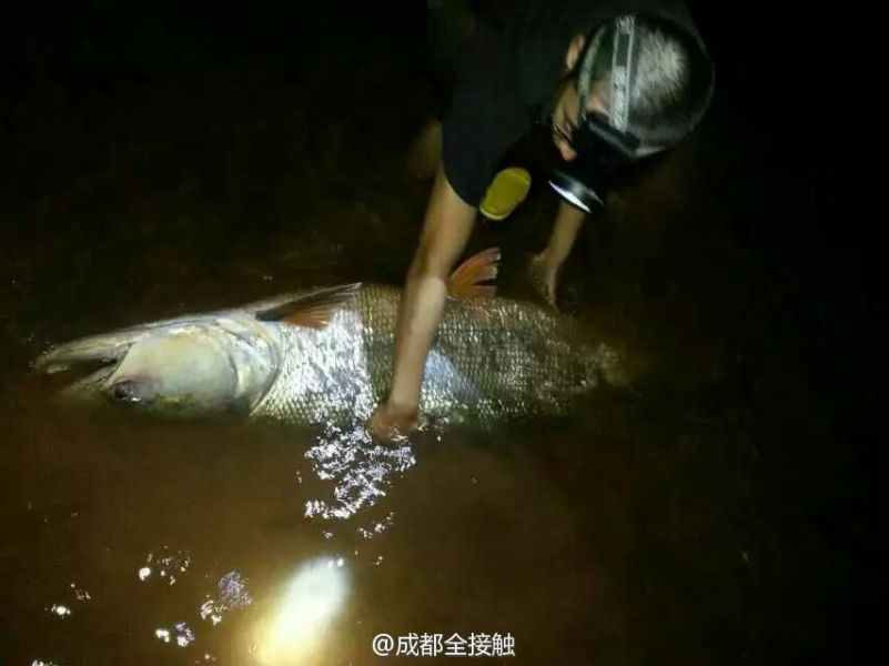圖為父子倆發(fā)現(xiàn)大魚。
