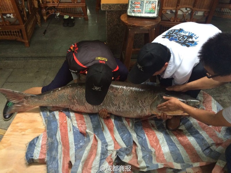 圖為父子倆翻動(dòng)大魚。