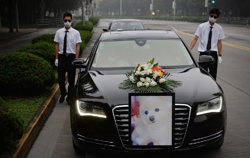 著寵物狗靈柩的車隊(duì)緩緩開往悼念室。