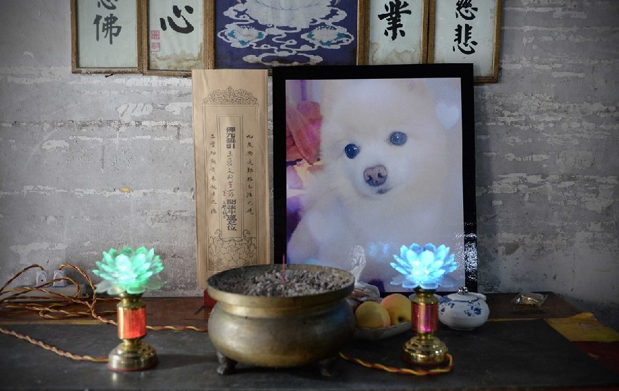 寵物狗的遺像被擺放在寺廟中。