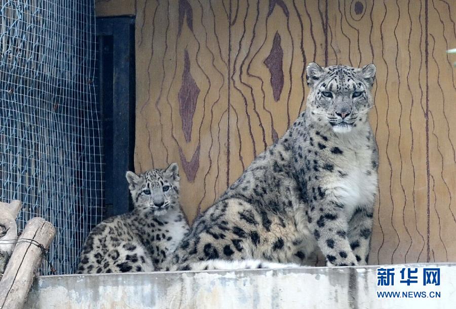 濟(jì)南野生動(dòng)物世界剛過百日的小雪豹和媽媽一起與游客見面 濟(jì)南野生動(dòng)物世界剛過百日的小雪豹和媽媽一起與游客見面