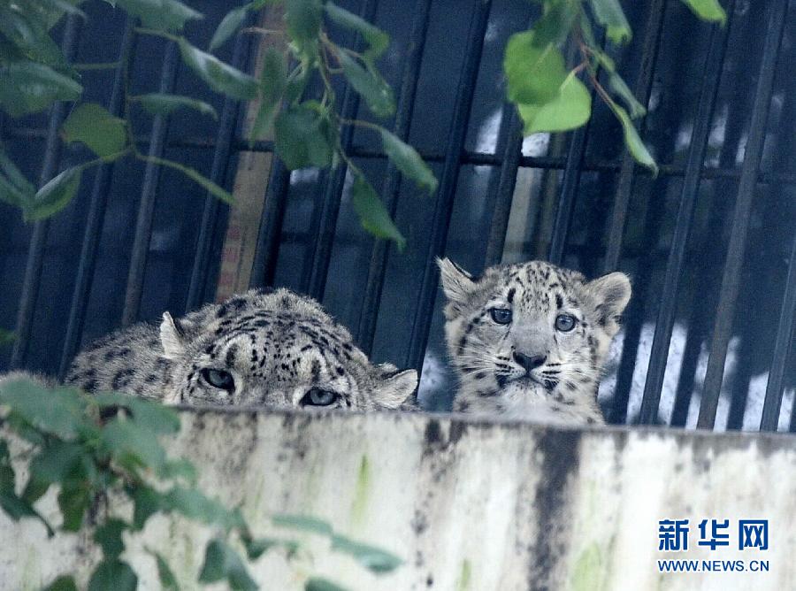 濟(jì)南野生動(dòng)物世界剛過百日的小雪豹和媽媽一起與游客見面 濟(jì)南野生動(dòng)物世界剛過百日的小雪豹和媽媽一起與游客見面