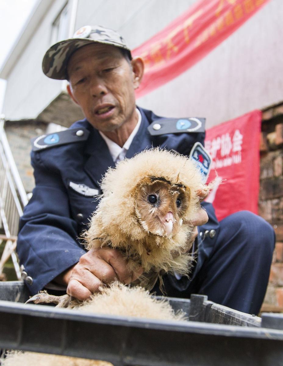 這5只雛鳥長得既像貓頭鷹，又像老鷹，危億玲和她丈夫便上網(wǎng)查詢，也沒查出來到底是什么動物。因?yàn)閾?dān)心這些雛鳥是保護(hù)動物，放在自己家里會養(yǎng)不好，危億玲便聯(lián)系上了都昌縣林業(yè)局野生動植物保護(hù)管理站。