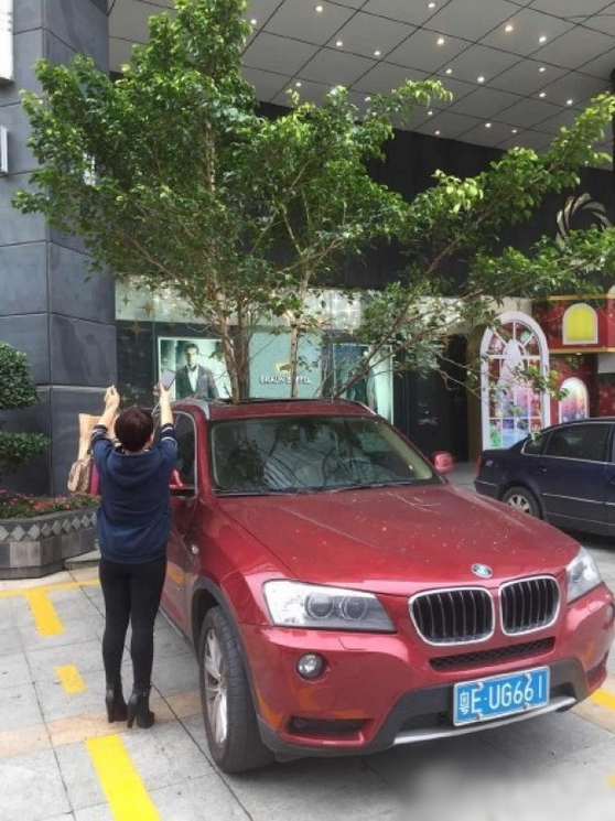 一輛停在停車位上的寶馬轎車，被墜落的樹(shù)枝砸中，樹(shù)枝徑直插入車內(nèi)，現(xiàn)場(chǎng)引發(fā)不少市民圍觀拍照。